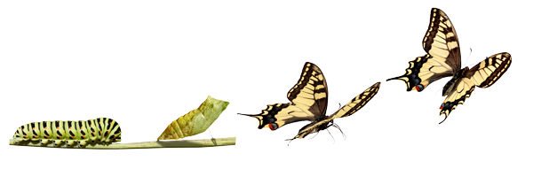 Chrysalis-Image_masked